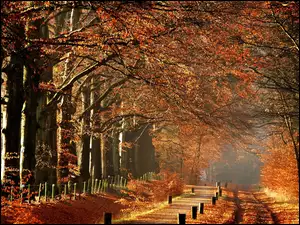 Jesień, Park, Drzewa, Droga, Mgła
