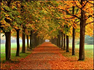 Park, Jesień, Kasztany, Drzewa, Liście