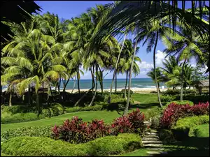 Morze, Puerto Rico, Park, Palmy