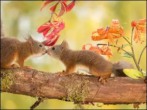 Wiewiórki, Dwie, Gałąź, Jesień, Pocałunek, Drzewa, Słodkie