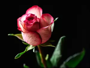 Kwiat, Róża