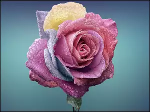 Kropelki, Kolorowa, Róża
