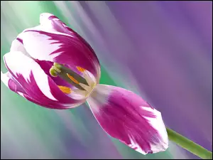 Makro, Tulipan, Kwiat