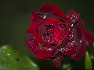 Krople, Bordowa Róża, Kwiat