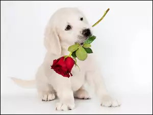 Róża, Pies, Biały, Szczeniak, Słodki