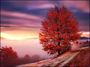 Ścieżka, Jesień, Góry, Drzewa, Mgła
