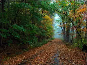Droga, Liście, Las, Jesień, Drzewa