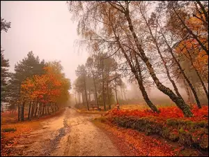 Droga, Jesień, Drzewa