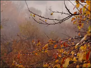 Jesień, Mgła, Gałęzie, Krople