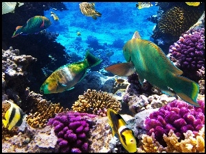 Morskie głębiny

, Rafa koralowa, Ryby