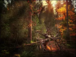 Jesień, Przebijające Światło, Las, Korzeń