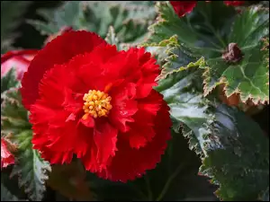 Begonia, Kwiat, Czerwona