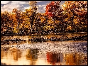 Jesień, Kaczki, Rzeka, Drzewa