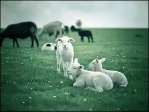 Owce, Łąka, Barany