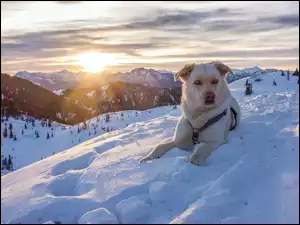 Góry, Pies, Alpy, Austria, Zima