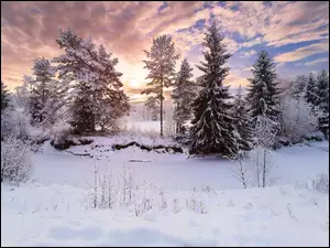 Niebo, Zima, Drzewa