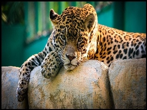 Zoo, Jaguar, Kamienie