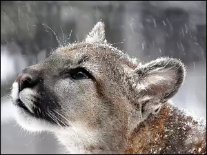 Puma, Śnieg