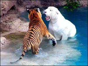 Tygrys, Kamienie, Biały, Basen, Bengalski, Woda