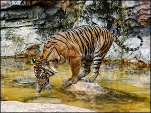 Woda, Tygrys, Skały
