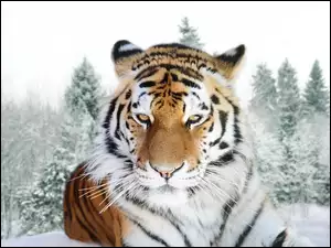 Tygrys, Zima