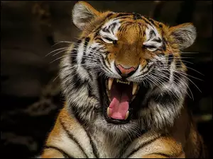 Śmiejący, Tygrys