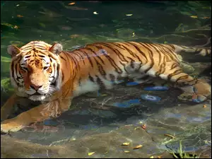 Woda, Tygrys