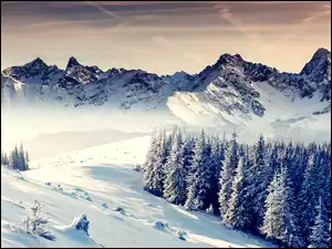 Śnieg, Zima, Drzewa, Ośnieżone, Góry