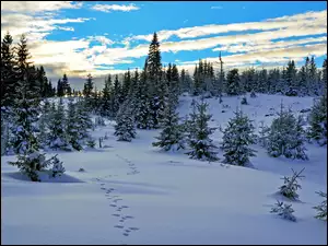 Zima, Wzgórza, Drzewa, Śnieg