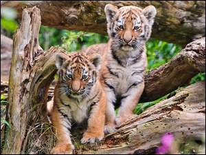 Tygryski, Dwa, Młode