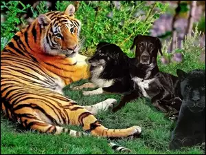 Tygrys, Psy, Pantera