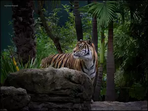 Dżungla, Tygrys, Kamień