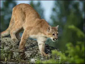 Puma, Skała