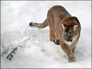 W Śniegu, Zima, Puma