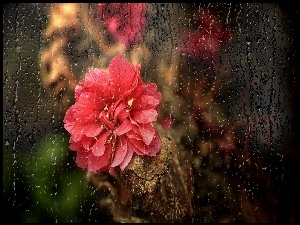 Deszczu , Spływające , Kwiat, Czerwony, Odbicie, Szyba, Krople
