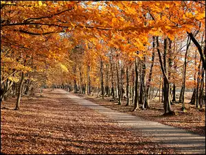 Jesień, Park, Drzewa, Droga