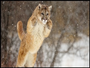 Łapy, Puma, Śnieg, Zimą, Skok