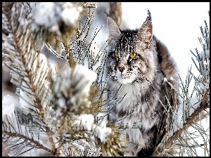 Gałęzie, Kot, Zima, norweski leśny, Śnieg