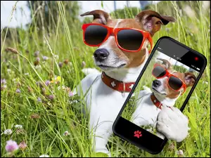 Selfie, Pies, Telefon, Okulary, Łąka