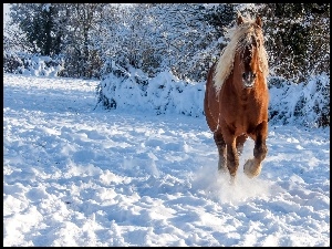 Zarośla, Zima, Koń