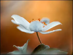 Zawilec, Przyroda, Kwiat