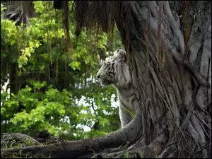 Las, Biały, Tygrys