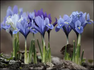 Wiosna, Kwiaty, Irysy