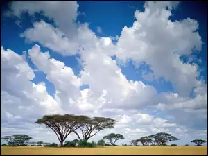Drzewa, Afryka, Chmury