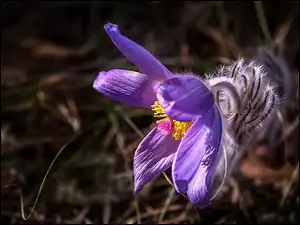 Wiosna, Sasanka, Kwiat