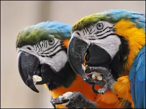 Ary, Papugi, Dwie
