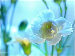 Kwiat, Biały, Goździk