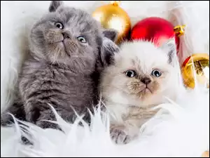 Kotki, Bombki, Koty, Świąteczne