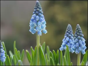 Szafirek, Niebieskie, Kwiaty
