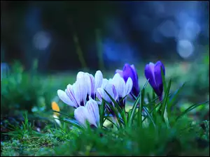 Wiosna, Krokusy, Kwiaty